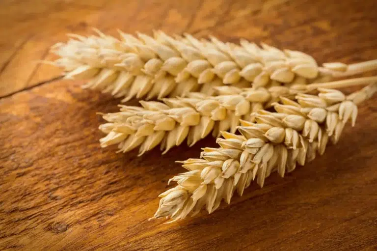 Carboidratos integrais também fazem parte de escolhas que alimentam