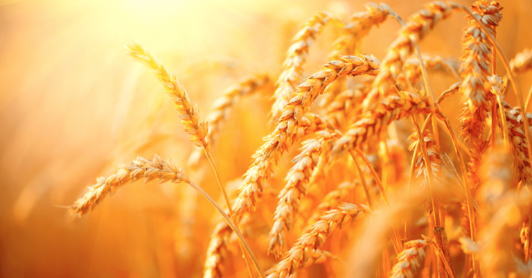 Trigo: um cereal repleto de nutrientes